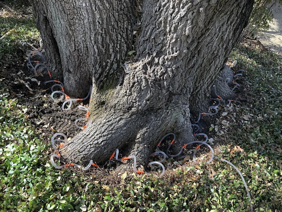 Detailed Tree Cabling and Bracing job site in Cotton Valley