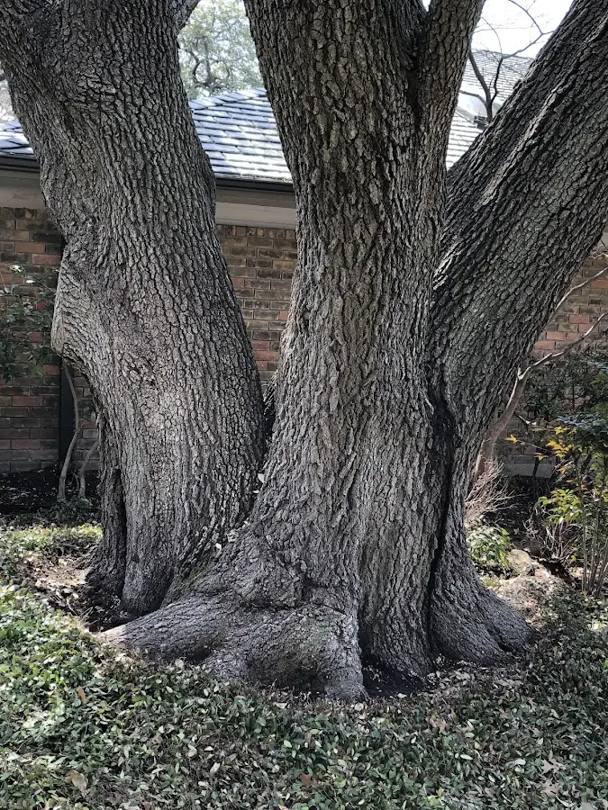 Mature heritage tree close to a Cotton Valley property cared for by certified arborists