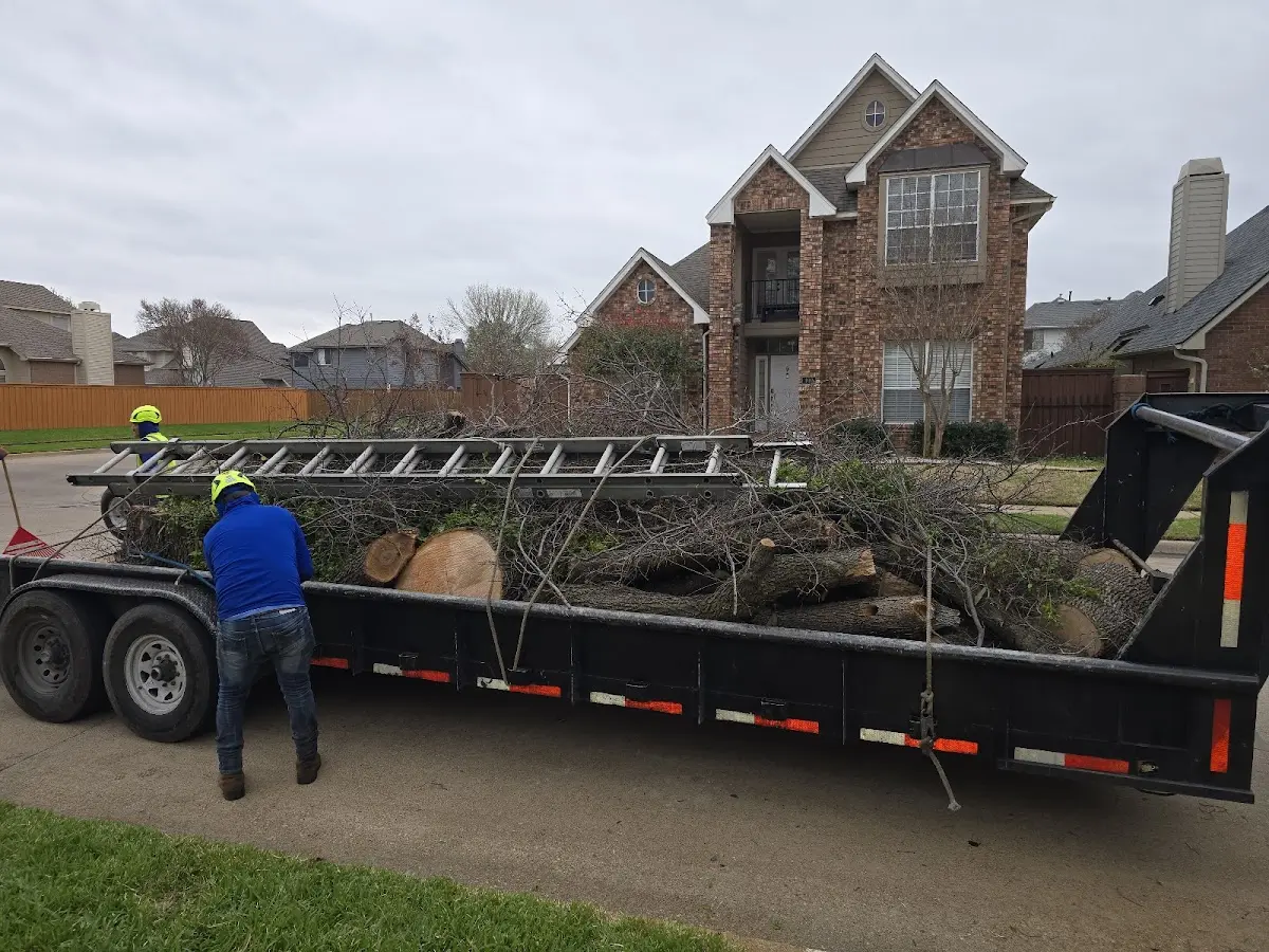 Expert Tree Removal with proper safety equipment in Cotton Valley